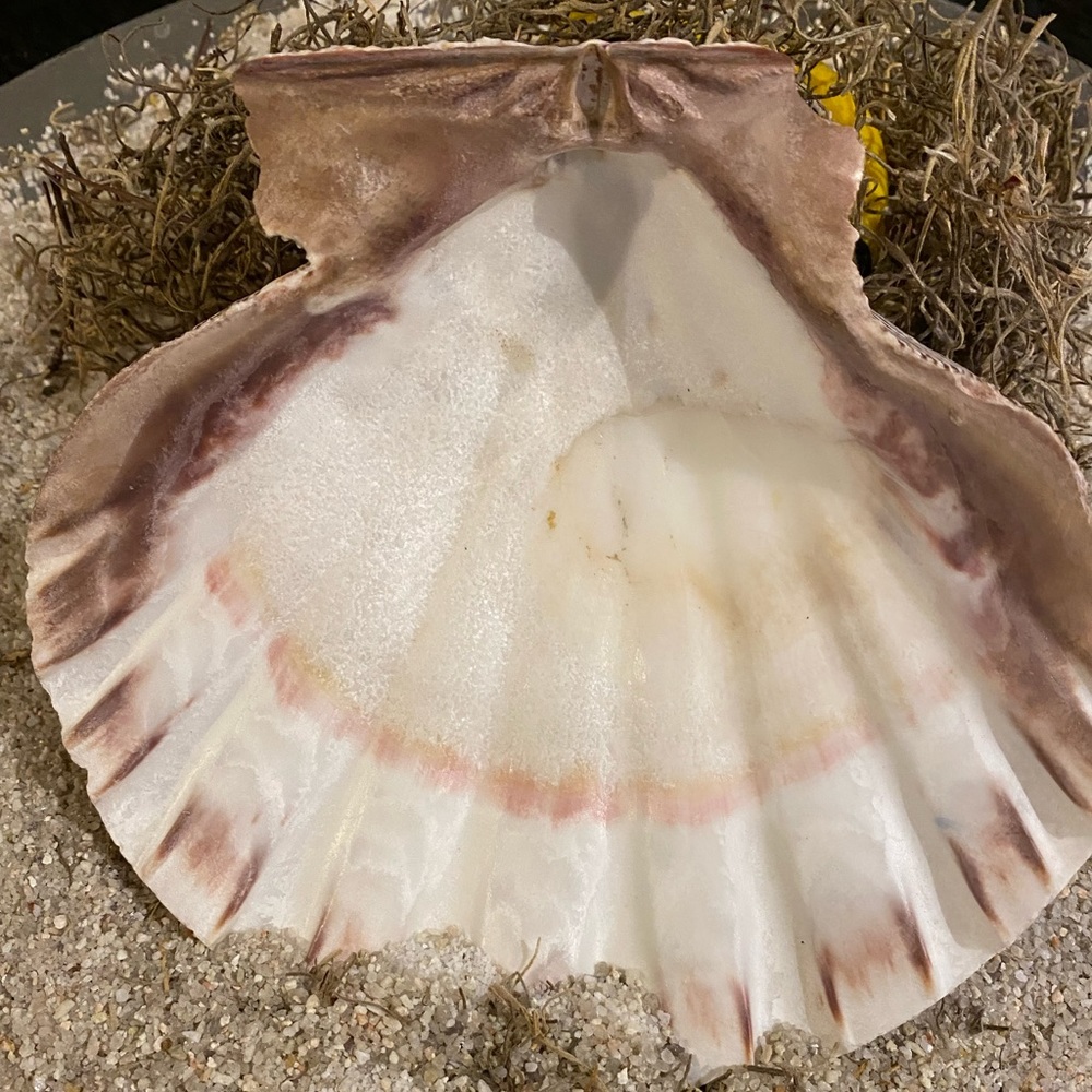 COPY - Natural Large Conch Ceyton Seashell